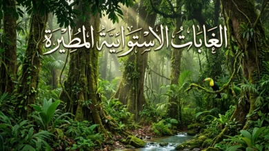 صورة واقعية لغابة استوائية مطيرة كثيفة تظهر فيها أشجار شاهقة ونباتات متسلقة وأوراق استوائية عريضة مع ضباب خفيف وأشعة شمس تتسلل بين المظلة العلوية وجدول ماء صافٍ يجري بين الصخور